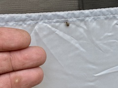 Thricolepis inornata