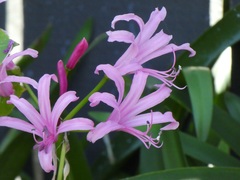 Nerine bowdenii