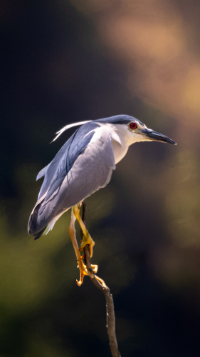 Black-crowned Night Heron
