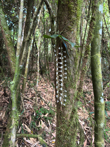 Aerangis macrocentra