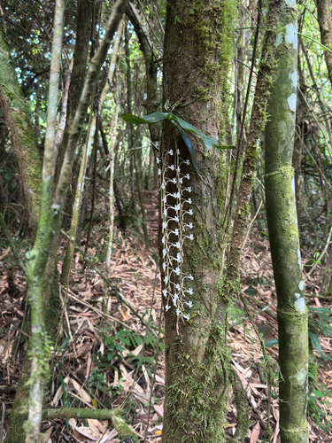 Aerangis macrocentra, photograph 2
