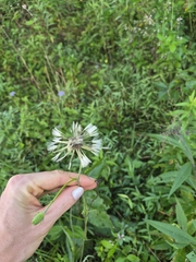 Pyrrhopappus carolinianus, photograph author not stated, no rights reserved
