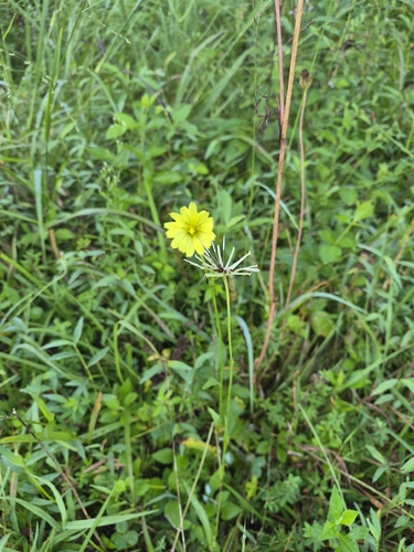 Pyrrhopappus carolinianus, photograph 5