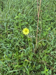 Pyrrhopappus carolinianus, photograph author not stated, no rights reserved