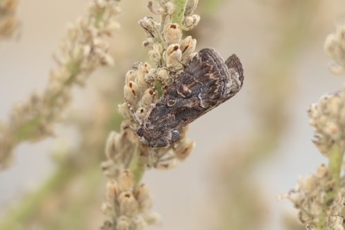 Straw Underwing