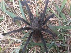 Aphonopelma moderatum
