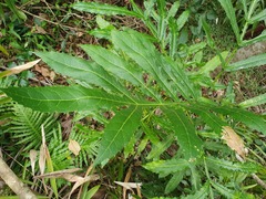 Hicksbeachia pinnatifolia