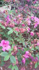Rhododendron