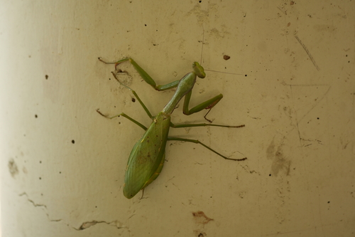 Formosan Giant Mantis