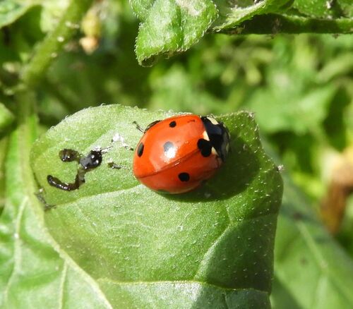 Seven-spotted Lady Beetle