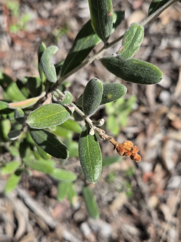 seven dwarfs grevillea