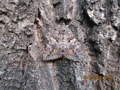 Catocala sponsa
