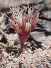 Allium burlewii