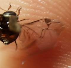 Leconectes striatellus