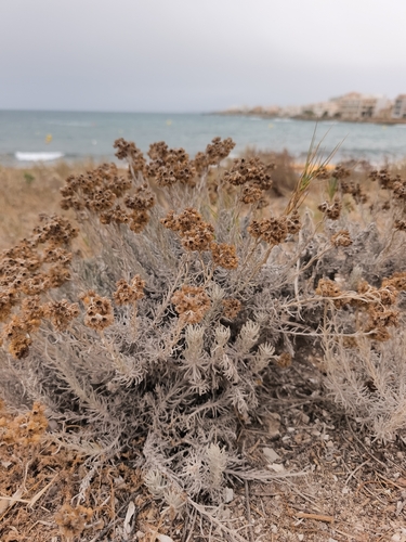 Helichrysum stoechas, photograph 4