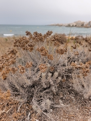 Helichrysum stoechas, photograph author not stated, no rights reserved