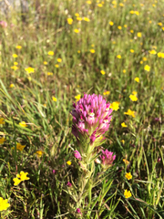 Castilleja densiflora densiflora