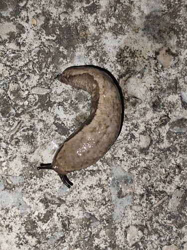Chinese Slug