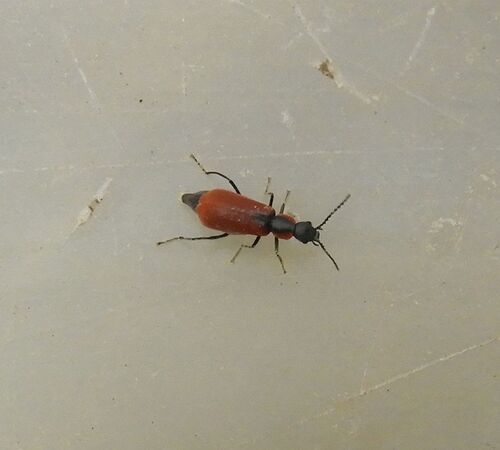 Red Malachite Beetle