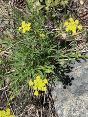 Lomatium brandegeei