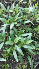 Xanthium orientale riparium