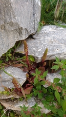 Umbilicus horizontalis