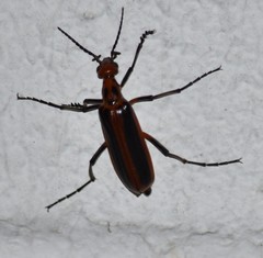 Pyrota tenuicostatis