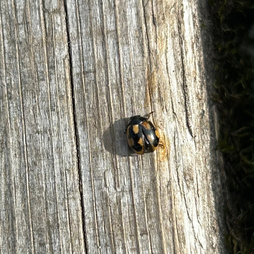 Hieroglyphic Lady Beetle