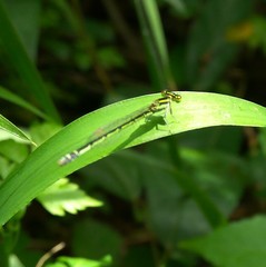 Agriocnemis keralensis