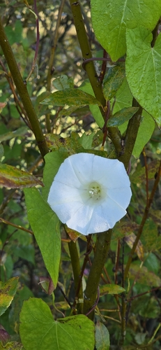 hedge bindweed