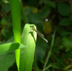 Agriocnemis keralensis