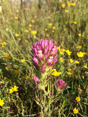 Castilleja densiflora densiflora