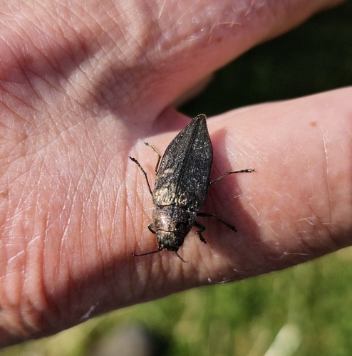 Spotted-belly Buprestid Beetle