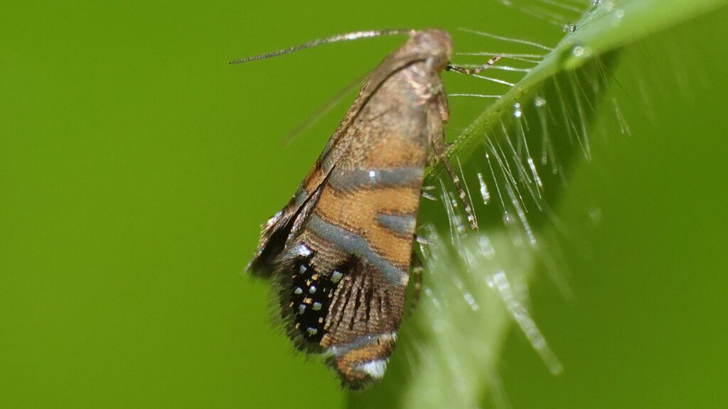 Glyphipterix enclitica