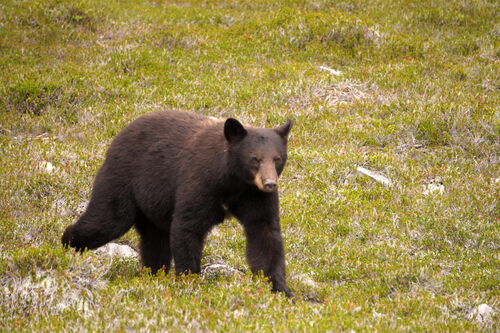 Black Bear sighting near Squamish-Lillooet