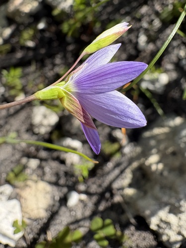 Geissorhiza heterostyla
