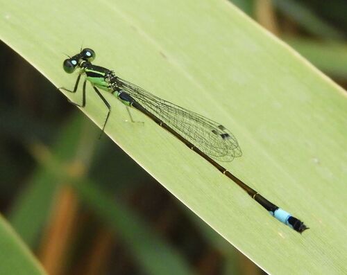Blue-tailed Damselfly