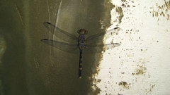 Bradinopyga geminata