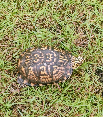 Eastern Box Turtle