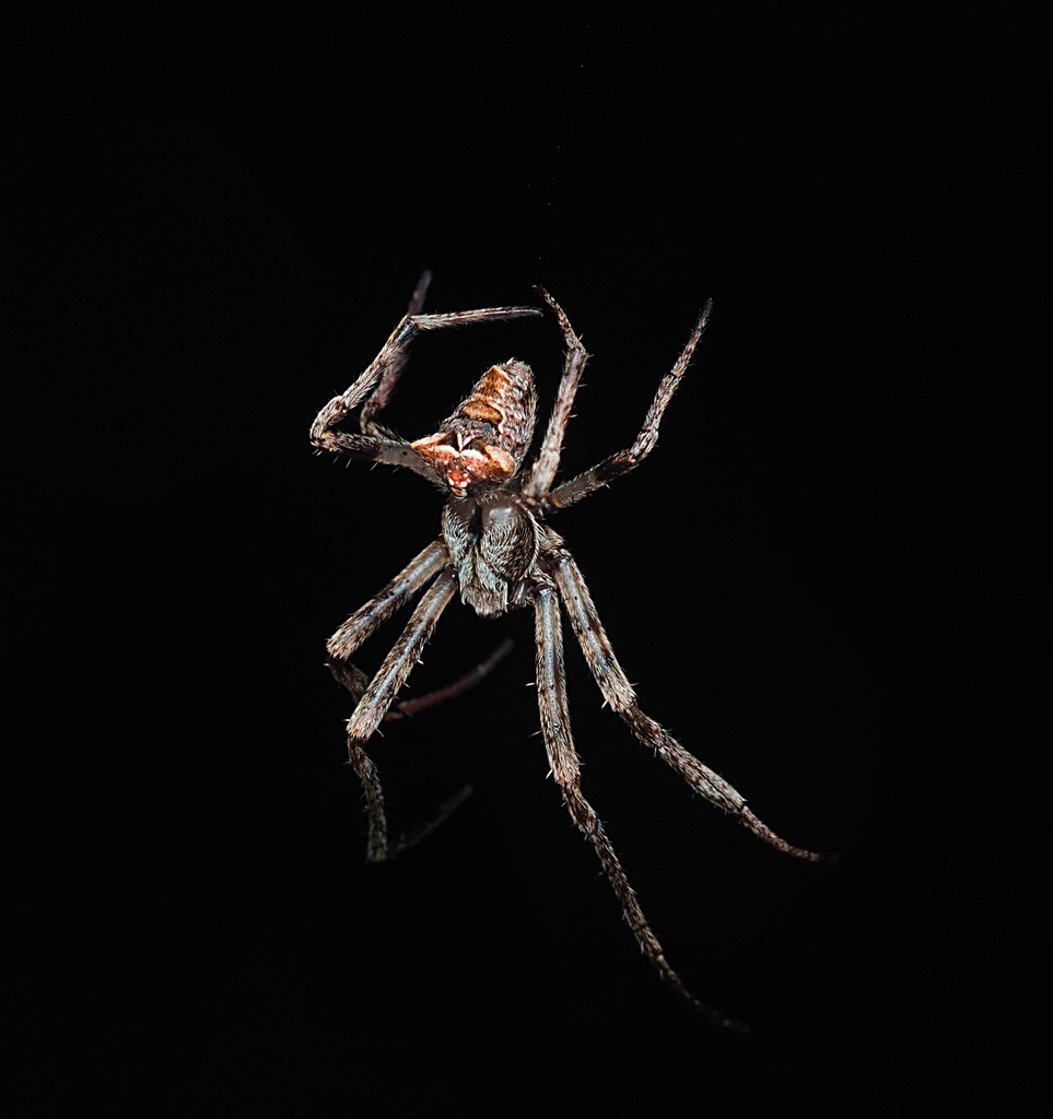 Three-pointed Novakiella from Kaeo, New Zealand on April 18, 2020 at 09 ...