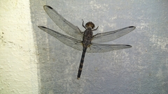 Bradinopyga geminata