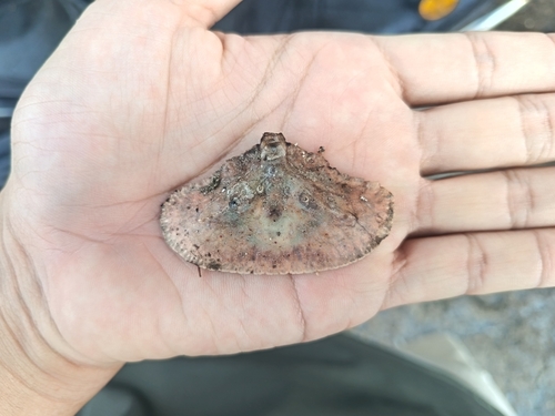 Cryptopodia fornicata