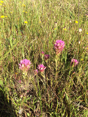 Castilleja densiflora densiflora
