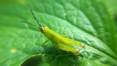 Acrididae