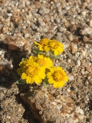 Eriophyllum wallacei