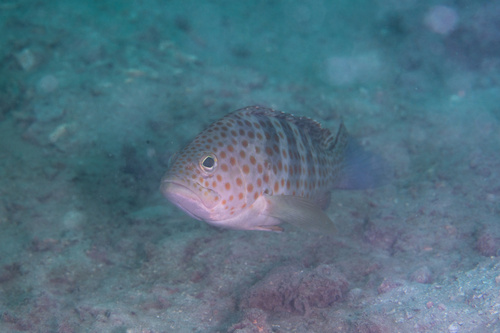 Epinephelus bleekeri observed 2026-08-19