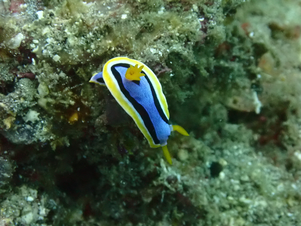 Anna's Chromodoris