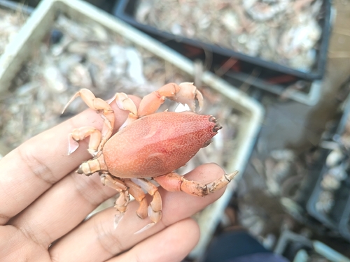 Lyreidus tridentatus
