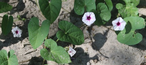 Ipomoea sinensis subsp. blepharosepala image