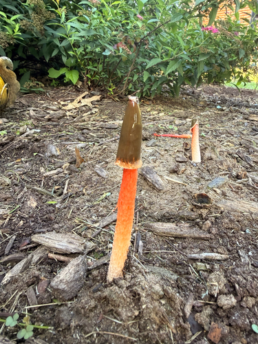 Wrinkly Stinkhorn
